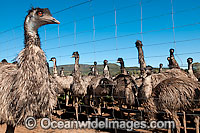Emus at Emu farm Photo - Gary Bell