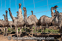 Emus fenced at Emu farm Photo - Gary Bell