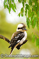 Laughing Kookaburra Dacelo novaeguineae Photo - Gary Bell