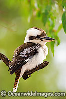 Laughing Kookaburra Photo - Gary Bell