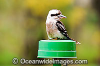 Laughing Kookaburra Dacelo novaeguineae Photo - Gary Bell