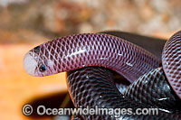 Blackish Blind Snake Ramphotyphlops nigrescens Photo - Gary Bell