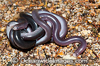 Blackish Blind Snake Ramphotyphlops nigrescens Photo - Gary Bell