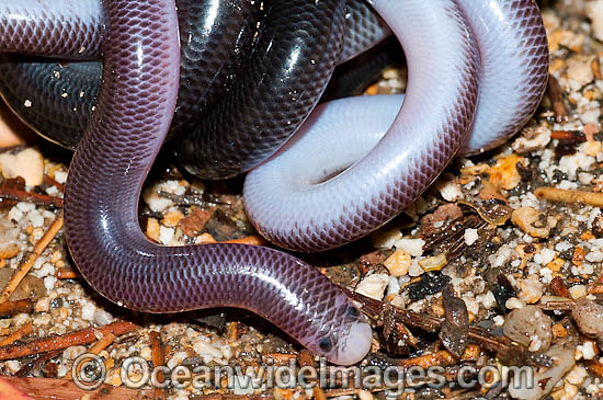Blackish Blind Snake Ramphotyphlops nigrescens photo