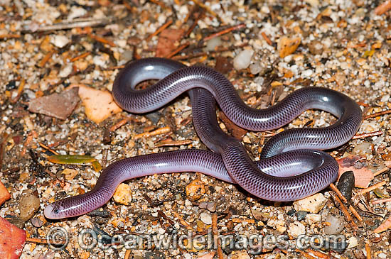 Blackish Blind Snake photo