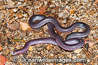Blackish Blind Snake Photo - Gary Bell