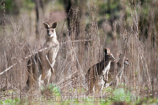 Eastern Grey Kangaroo photo Eastern Grey Kangaroo photo
