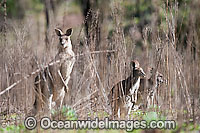 Eastern Grey Kangaroo Photo - Gary Bell