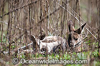 Eastern Grey Kangaroo Photo - Gary Bell