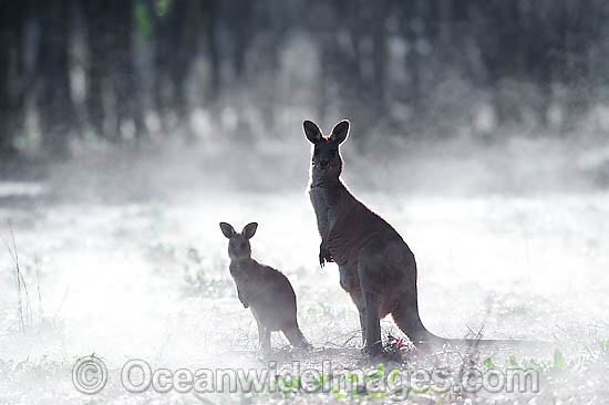 Eastern Grey Kangaroo mother with joey photo Eastern Grey Kangaroo mother with joey photo