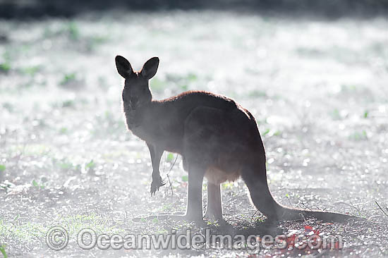 Eastern Grey Kangaroo in mist photo Eastern Grey Kangaroo in mist photo