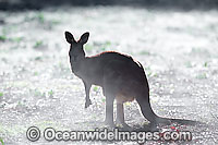 Eastern Grey Kangaroo in mist Photo - Gary Bell