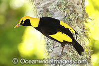Regent Bowerbird Sericulus chrysocephalus Photo - Gary Bell