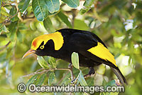Regent Bowerbird male Photo - Gary Bell