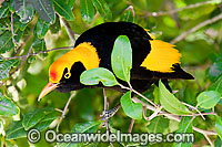 Regent Bowerbird male Photo - Gary Bell