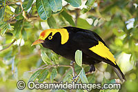 Regent Bowerbird Sericulus chrysocephalus Photo - Gary Bell