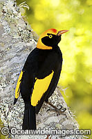 Regent Bowerbird Sericulus chrysocephalus Photo - Gary Bell