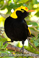 Regent Bowerbird male Photo - Gary Bell