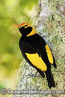 Regent Bowerbird male Photo - Gary Bell