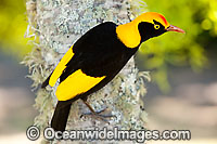 Regent Bowerbird Sericulus chrysocephalus Photo - Gary Bell
