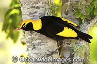 Regent Bowerbird male Photo - Gary Bell