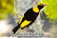 Regent Bowerbird Sericulus chrysocephalus Photo - Gary Bell