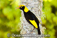 Regent Bowerbird male Photo - Gary Bell