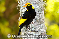Regent Bowerbird Sericulus chrysocephalus Photo - Gary Bell