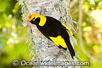 Regent Bowerbird male Photo - Gary Bell