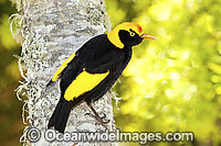 Regent Bowerbird Sericulus chrysocephalus Photo - Gary Bell