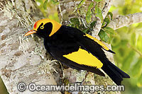 Regent Bowerbird Sericulus chrysocephalus Photo - Gary Bell