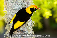 Regent Bowerbird male Photo - Gary Bell