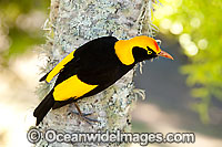 Regent Bowerbird Sericulus chrysocephalus Photo - Gary Bell