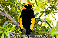 Regent Bowerbird Sericulus chrysocephalus Photo - Gary Bell