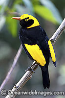 Regent Bowerbird male Photo - Gary Bell