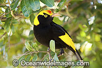 Regent Bowerbird Sericulus chrysocephalus Photo - Gary Bell