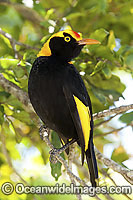 Regent Bowerbird male Photo - Gary Bell