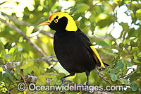 Regent Bowerbird Sericulus chrysocephalus Photo - Gary Bell