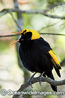 Regent Bowerbird Sericulus chrysocephalus Photo - Gary Bell