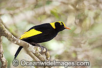 Regent Bowerbird Sericulus chrysocephalus Photo - Gary Bell