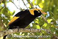 Regent Bowerbird male Photo - Gary Bell