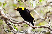 Regent Bowerbird Sericulus chrysocephalus Photo - Gary Bell