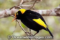 Regent Bowerbird male Photo - Gary Bell