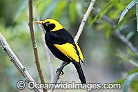 Regent Bowerbird Sericulus chrysocephalus Photo - Gary Bell