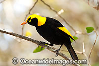Regent Bowerbird Sericulus chrysocephalus Photo - Gary Bell