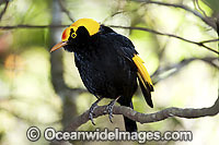 Regent Bowerbird male Photo - Gary Bell