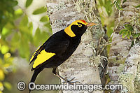 Regent Bowerbird Sericulus chrysocephalus Photo - Gary Bell