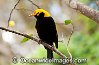 Regent Bowerbird male Photo - Gary Bell