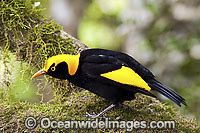 Regent Bowerbird Sericulus chrysocephalus Photo - Gary Bell