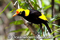 Regent Bowerbird male Photo - Gary Bell